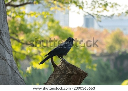 A big black crow or raven is standing on cut timber stump with background of greenery environment at the public park. Animal portrait photo.