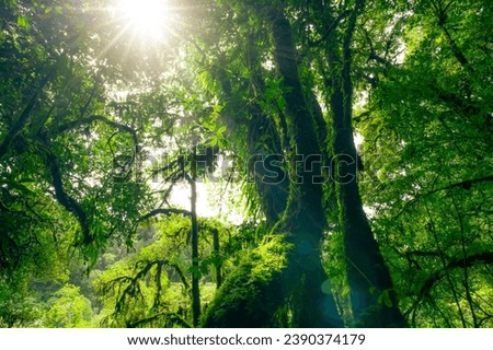 Green tree forest with sunlight through green leaves. Natural carbon capture and carbon credit concept. Sustainable forest management. Trees absorb carbon dioxide. Natural carbon sink. Environment day Royalty-Free Stock Photo #2390374179