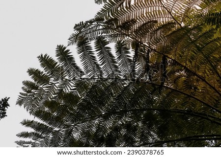 Natural background green palm leaves against the cloudy sky. Green palm tree leaf on sky background. Green exotic landscape