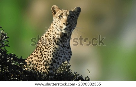 Isolated leopard in the forest 