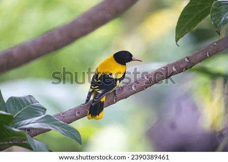 The Black Hooded Oriole, scientifically known as Oriolus xanthornus, is a captivating bird species found across parts of Asia, including the Indian subcontinent, Southeast Asia, and Indonesia.  Royalty-Free Stock Photo #2390389461