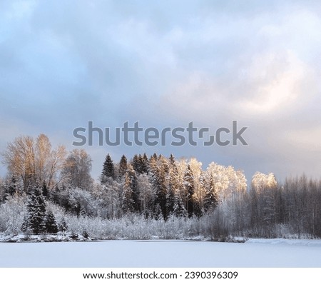 winter forest on the shore of a pond at dawn