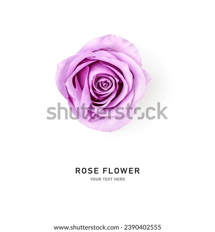 Beautiful rose flower lilac purple violet isolated on white background. Holiday present. Creative layout. Top view, flat lay. Design element
