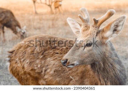 The Sika deer (Cervus nippon) is a species of deer native to much of East Asia and introduced to other parts of the world.  Royalty-Free Stock Photo #2390404361