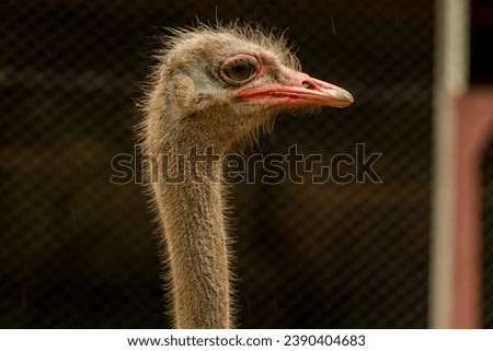 Headshot of an ostrich with a very cool bokeh background suitable for use as wallpaper, animal education, image editing material and so on.