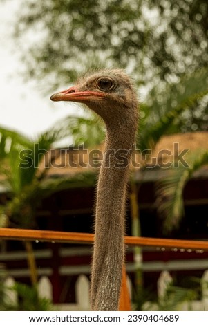 Headshot of an ostrich with a very cool bokeh background suitable for use as wallpaper, animal education, image editing material and so on.