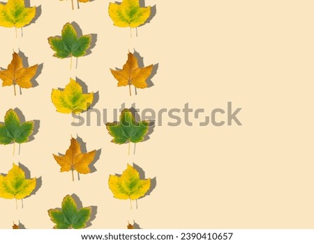Creative pattern composition of colorful autumn leaves on pastel background with copy space. Season concept. Minimal autumn or fall idea. Autumn aesthetic background. Flat lay, top of view.