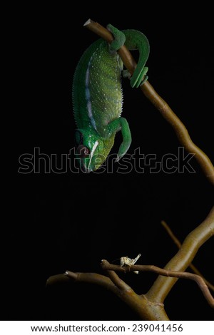Furcifer pardalis. White, green and yellow chameleon isolated on black background. Nosy Mitsio. 