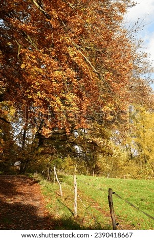 Autumn Forest Path fall colorfull way road trekking germany odenwald. High quality photo