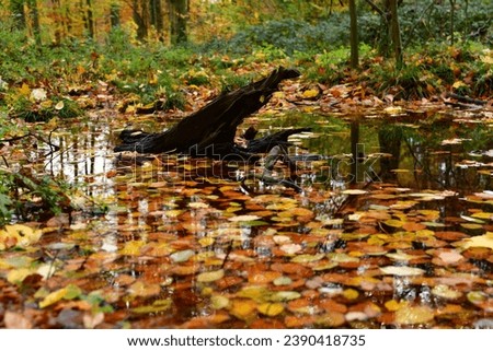 Autumn leafs on Water surface fall mirroring . High quality photo