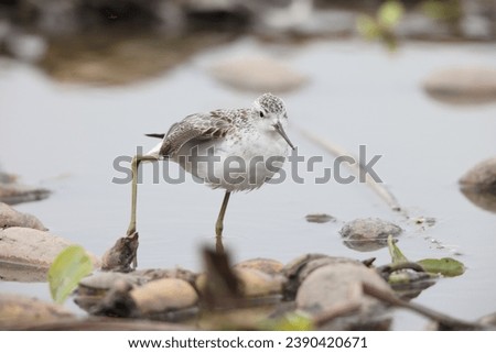 The marsh sandpiper (Tringa stagnatilis) is a small wader. It is a rather small shank, and breeds in open grassy steppe and taiga wetlands from easternmost Europe to the Russian Far East.