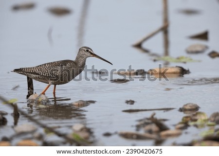 The spotted redshank (Tringa erythropus) is a wader (shorebird) in the large bird family Scolopacidae.  Royalty-Free Stock Photo #2390420675