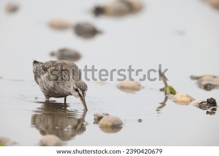 The spotted redshank (Tringa erythropus) is a wader (shorebird) in the large bird family Scolopacidae.  Royalty-Free Stock Photo #2390420679
