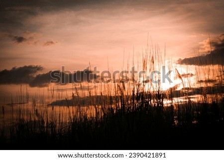 Silhouette of grass on sunset background. Selective focus.