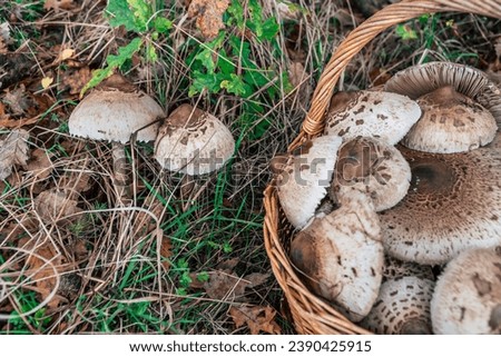 2 parasol mushrooms growing in the forest next to a basket full of mushrooms