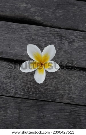 Plumeria, Frangipani flower on wood.  Great yellow, white flowers, in a tropical environment it lies on a wood in Bali

