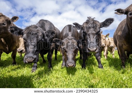 Australian wagyu cows grazing in a field on pasture. close up of a black angus cow eating grass in a paddock in springtime in australia Royalty-Free Stock Photo #2390434325