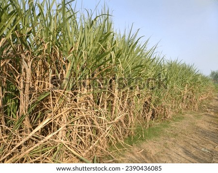 Vast stretches of sugarcane fields, their tall, green stalks swaying gently in the breeze, paint a picture of agricultural abundance and rural serenity. 