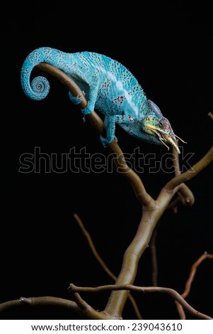Furcifer pardalis. Blue, white, orange, green and yellow chameleon isolated on black background. Nosy Be. 
