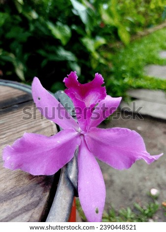 orchid, flower, garden, picture beautiful, leaves, weed, grass, leaf, park, Thailand, natural, nature, background 
