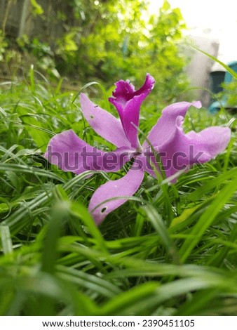 orchid, flower, garden, picture beautiful, leaves, weed, grass, leaf, park, Thailand, natural, nature, background 