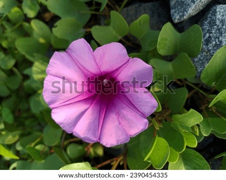 Ipomoea pes-caprae, also known as bayhops, bay-hops, beach morning glory, railroad vine or goat's foot Royalty-Free Stock Photo #2390454335
