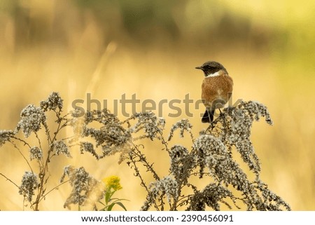 The European stonechat (Saxicola rubicola) is a small passerine bird.