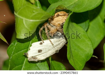 The spider species Araneus diadematus (the European garden spider, cross orbweaver, diadem spider, orangie, cross spider, and crowned orb weaver) eating cabbage butterfly (Pieris brassicae) Royalty-Free Stock Photo #2390457861