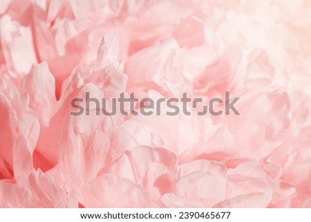Beautiful view of white pink peonies close up lit by sunlight, midday light shadows, sun glare. Color gradient top view beauty nature aesthetic background. Natural floral pattern, selective focus