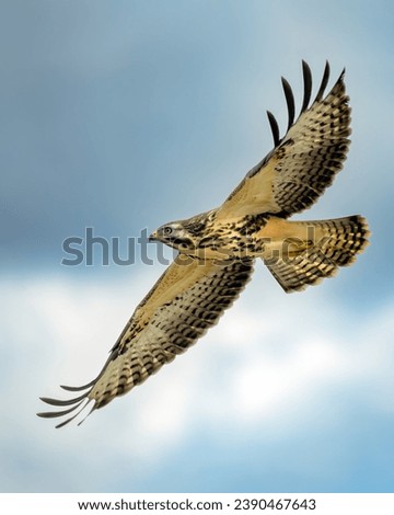 The common buzzard (Buteo buteo) is a medium-to-large bird of prey which has a large range. Royalty-Free Stock Photo #2390467643