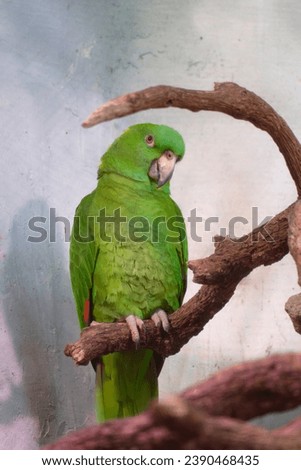 Portrait of yellow-billed amazon (Amazona collaria) also called Jamaican amazon. Green parrot perched on branch in tropical forest. Endemic parrot from Jamaica. Royalty-Free Stock Photo #2390468435