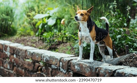 A image of Dog On Wall