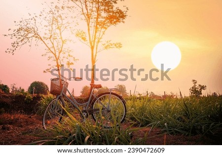 Beautiful vintage bicycle in the field with colorful sunlight and blue sky ; vintage filter style for greeting card and post card. Royalty-Free Stock Photo #2390472609