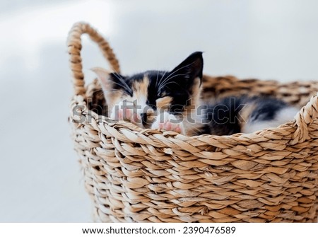Small cute tricolor kitten sleeps comfortably in a wicker basket on the floor.