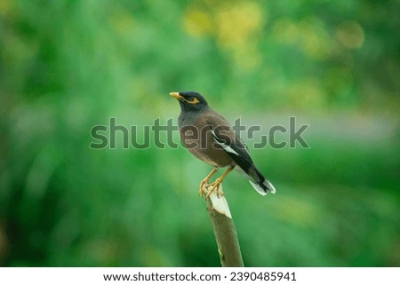 The common myna or Indian myna, sometimes spelled mynah, is a bird in the family Sturnidae, native to Asia. An omnivorous open woodland bird with a strong territorial instinct, the common myna has ada