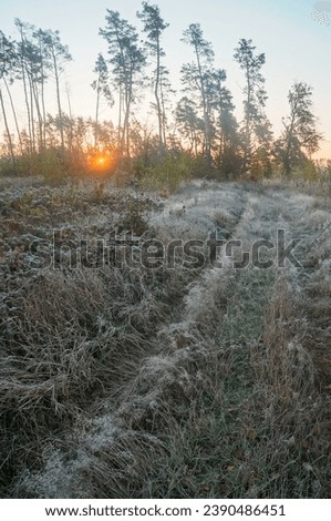 Sunrise ignites the horizon, gilding frosted grass along the forest's edge. Dawn breaks, weaving golden light through tall pines, casting a path over the chilly, frost-kissed underbrush.
