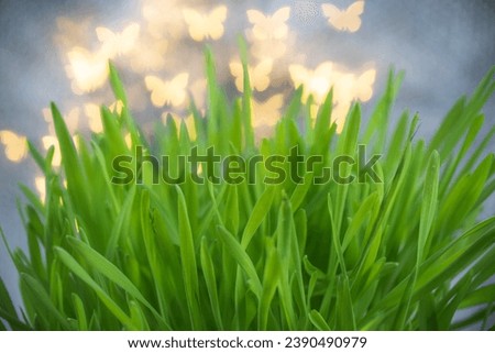 Installation with grass and art bokeh as a background