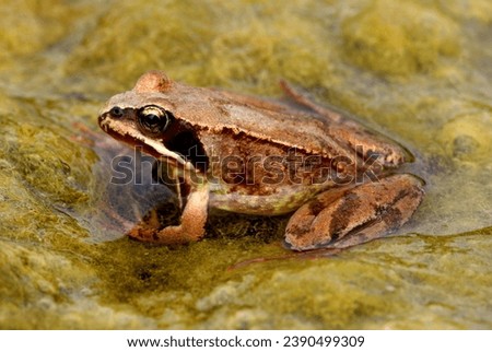 Common Frog (Rana temporaria) resting on algae mat

Eccles-on-Sea, Norfolk, UK.                    June  Royalty-Free Stock Photo #2390499309
