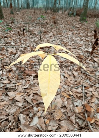 Beautiful dry leaves as background