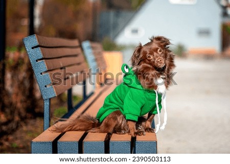 funny mongrel dark-red dog in a toad costume sitting on a bench in the park in autumn on a sunny day