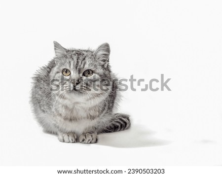 mongrel tabby cat sits on a white background and looks up