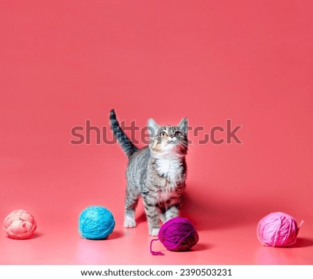 little kitten with multi-colored balls of woolen threads on a pink background
