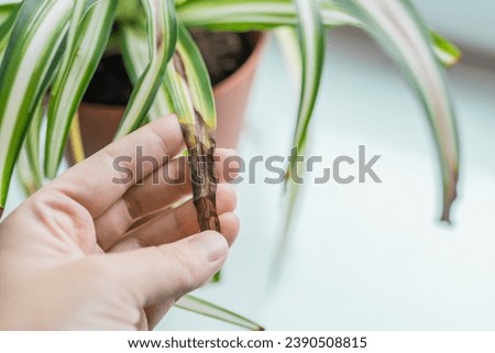 Chlorophytum house plant portrait with brown leaves. Home gardening concept. Brown stains on a leaf of a spider plant. Plant desease and home care. Urban Jungle theme. Royalty-Free Stock Photo #2390508815