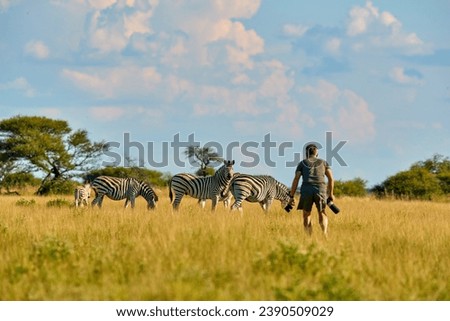 Wildlife photography theme: a photographer in the field, approaching cautiously to photograph a herd of zebras in the savannah. A walking photographic safari in Moremi Game Reserve, Botswana. Royalty-Free Stock Photo #2390509029