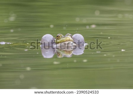 Marsh frog (Pelophylax ridibundus) in a lake Royalty-Free Stock Photo #2390524533