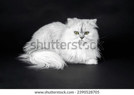 Studio shot of a white persian chinchilla cat on a black background close up Royalty-Free Stock Photo #2390528705