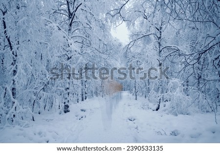 A Man Walk Through a Snow Covered Forest, Winter Time in a Forest, An Abstract Image in a Winter Wonderland, A Surreal Picture from a Hiking Man, A Man Walk on a Way in a Snowy Forest, 