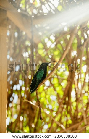 Madeira hummingbird, small colorful bird of Martinique