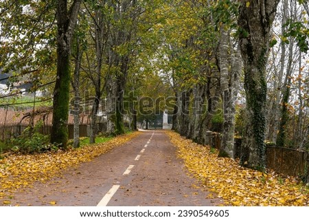Small Road in autumn with trees
