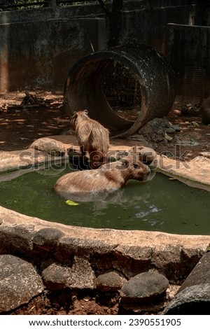 Picture of two brown capybara (Hydrochoerus hydrochaeris) soak in the pool with blurred background. Animal wildlife picture with no people